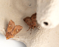 014 Ear moth Amphipoea sp.