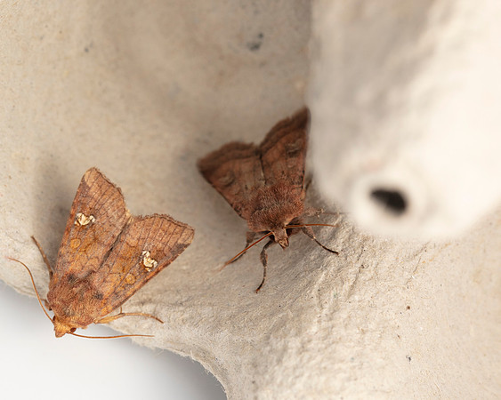 014 Ear moth Amphipoea sp.