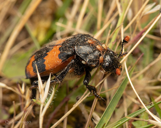 Sexton Beetle plus mites 1 19JUL25
