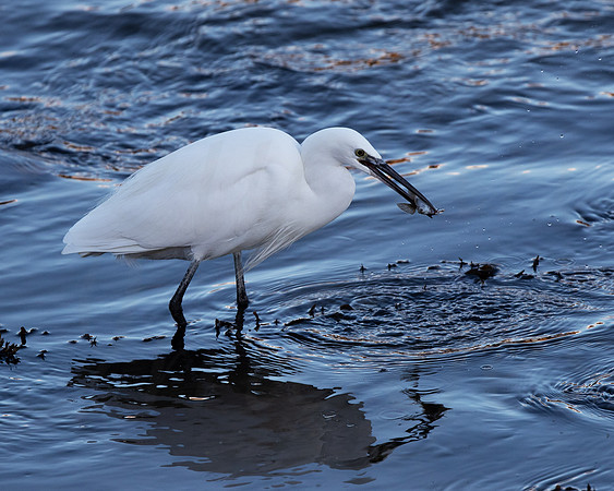 Little Egret, caught one