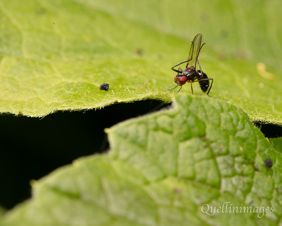 Sepsid fly Nemopoda nitidula