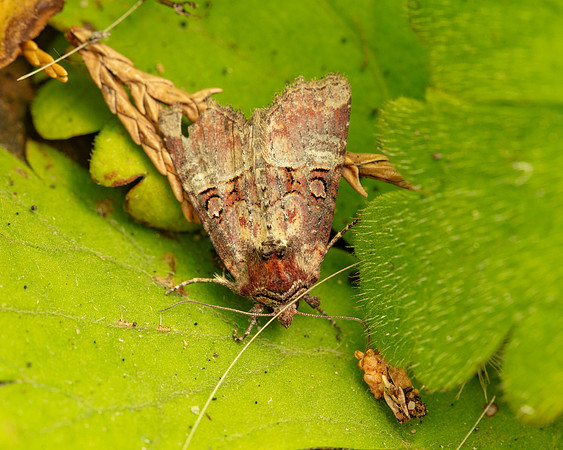 036 Rosy Minor Litoligia literosa