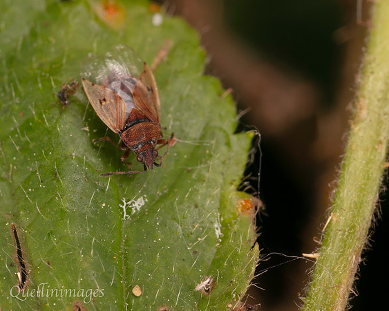 Birch Catkin Bug,  Kleidocerys resedae
