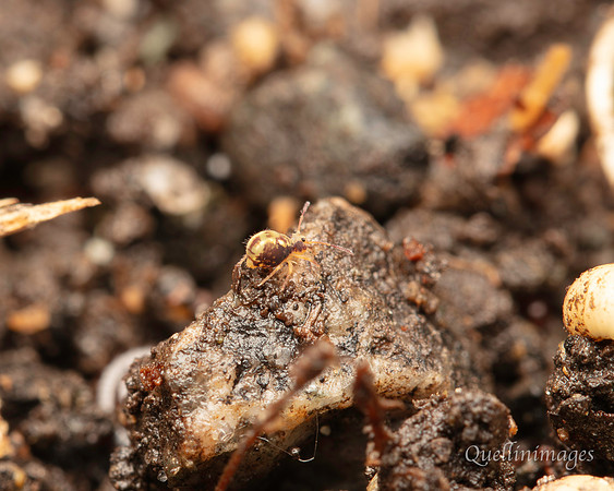 068. Springtail 3 Gov. Hse. 19OCT24