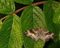 003 Common Carpet Moth