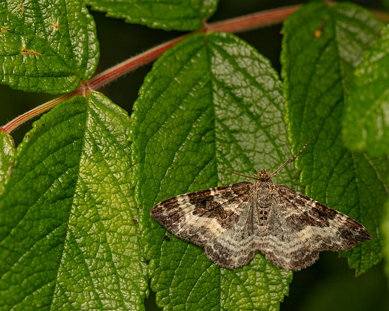 003 Common Carpet Moth