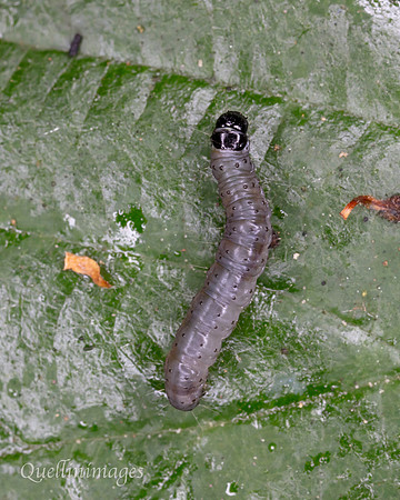 Caterpillar no ID 3 A