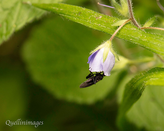 Dance Fly, likely one of the Emphids