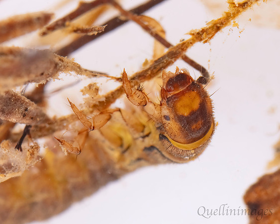 Beetle Larva 1E 15MAR25