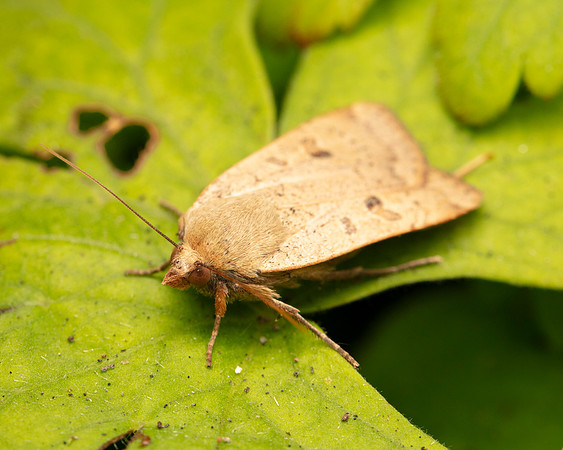 028 Lesser Yellow Underwing Moth