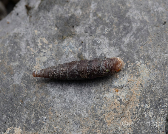081. Snail Gov. Hse. 19OCT24