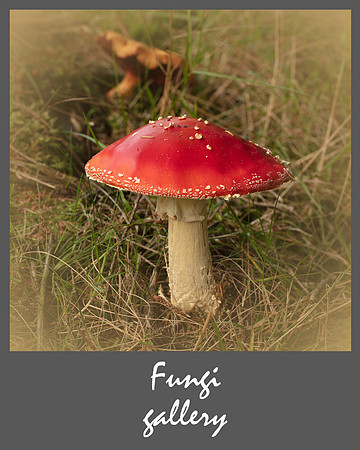 Fungi