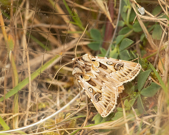 BR Moth 6 19JUL25