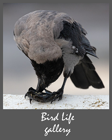 Bird Life