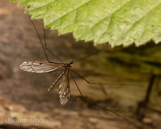 Crane Fly, likely one of the Dicranomyia species