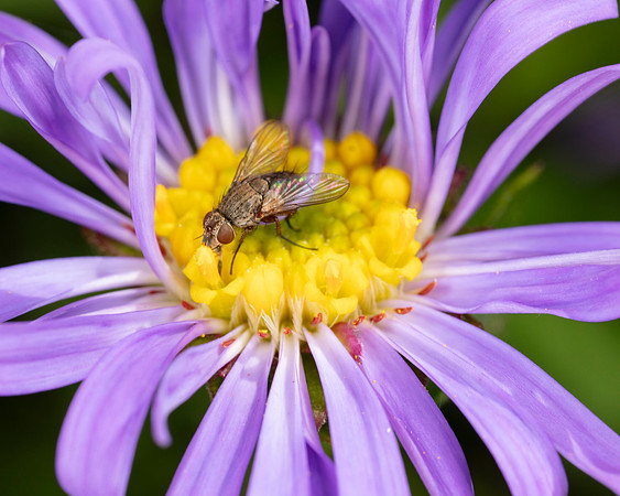 Parasitic fly, Siphona sp.