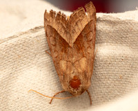 007 Rosy Rustic
