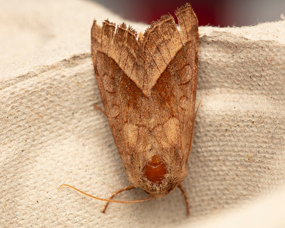 007 Rosy Rustic