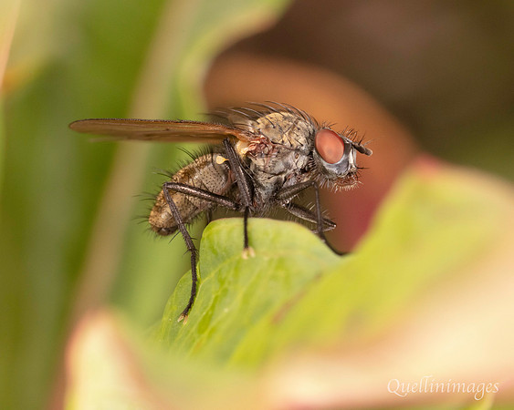 Fly no ID 2 19JUL25