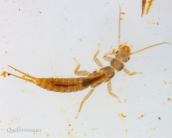 Stone fly larva 1B 15MAR25