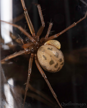 Money spider with parasitoid wasp larva 15MAR25 Z