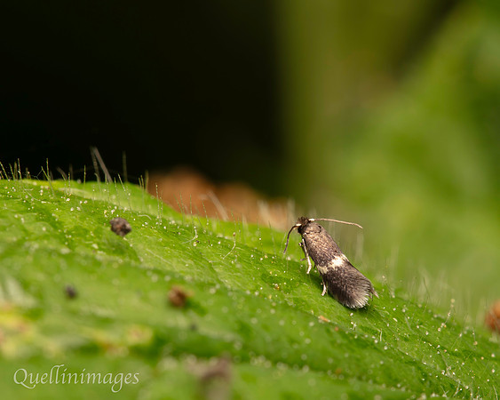Micro Moth grey white 1 A