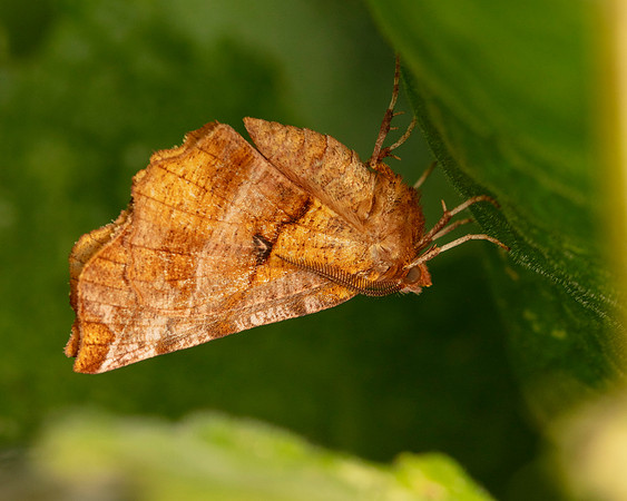 021 Selenia dentaria Early Thorn