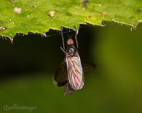 Empis, no species ID 1 A