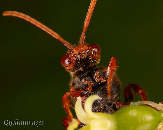 Nomada 1 G