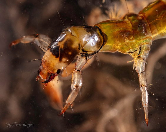 Caddis fly uncased E