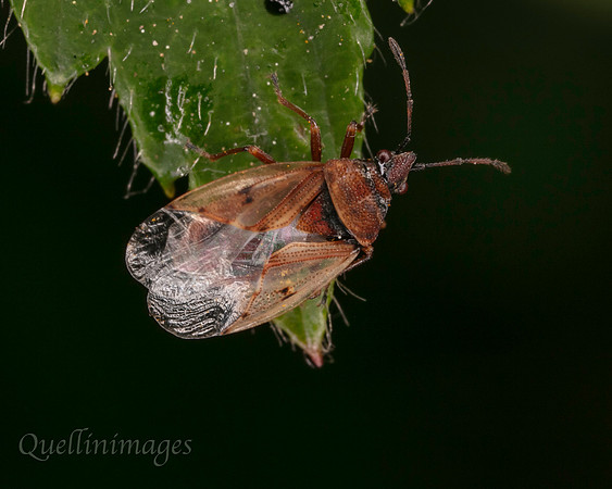 Birch Catkin Bug,  Kleidocerys resedae