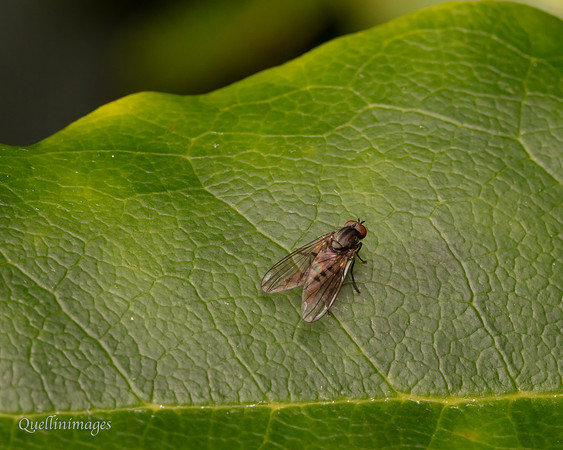 024. Fly Gov. Hse. 19OCT24