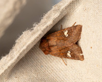 016 Ear moth Amphipoea sp.