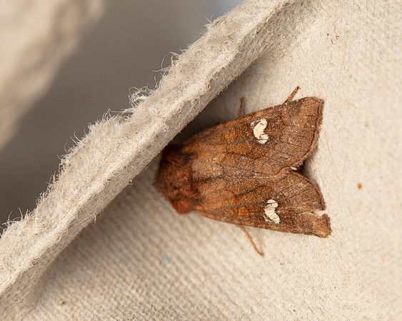 016 Ear moth Amphipoea sp.