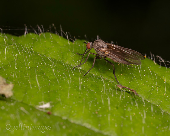 Empis, no species ID 2 A