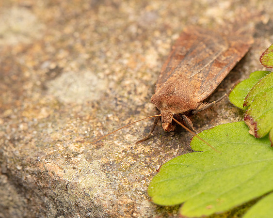 053 Small Square-spot Diarsia rubi