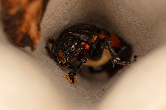 Sexton beetle