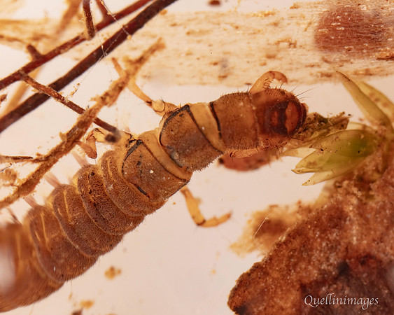 Beetle Larva 1A 15MAR25