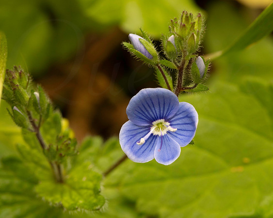 Speedwell