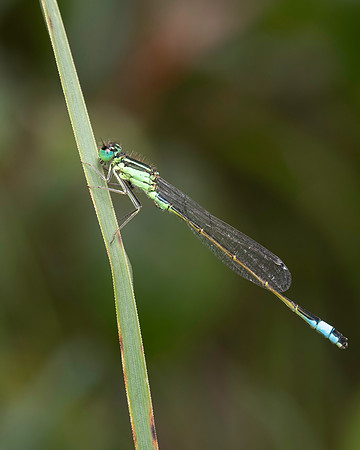 Blue Damsel fly 1 19JUL25