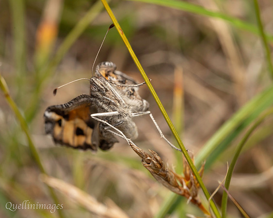 Newly emerged butterfly 1 19JUl25