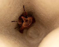 019 Flame Shoulder Moth