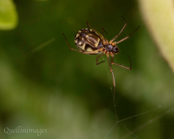 Spider small no ID 2 A