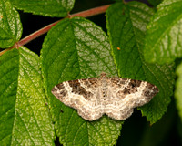 Common Carpet Moth