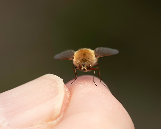 Heath Bee Fly 3 19JUL25