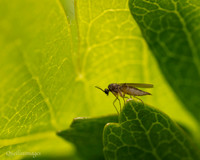 Fly not identified