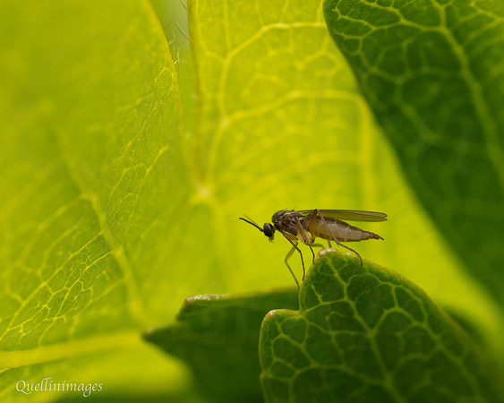 Fly not identified
