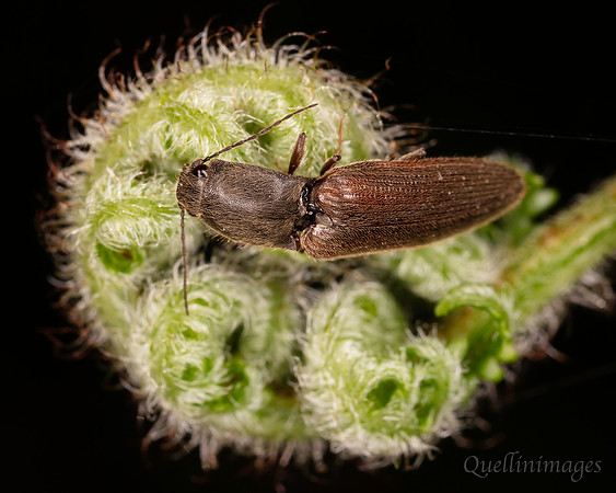 Click beetle, likely Athous haemorroidalis