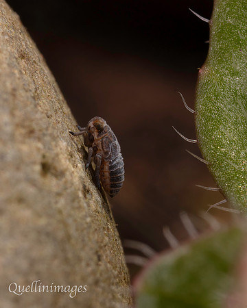 Small Larva Community Garden B 15MAR25
