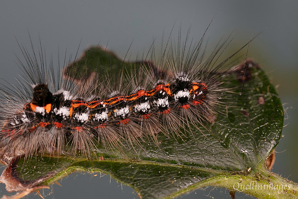 Caterpillar no ID 4 A